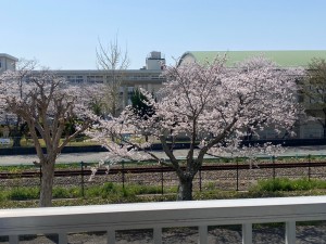加古川市　桜
